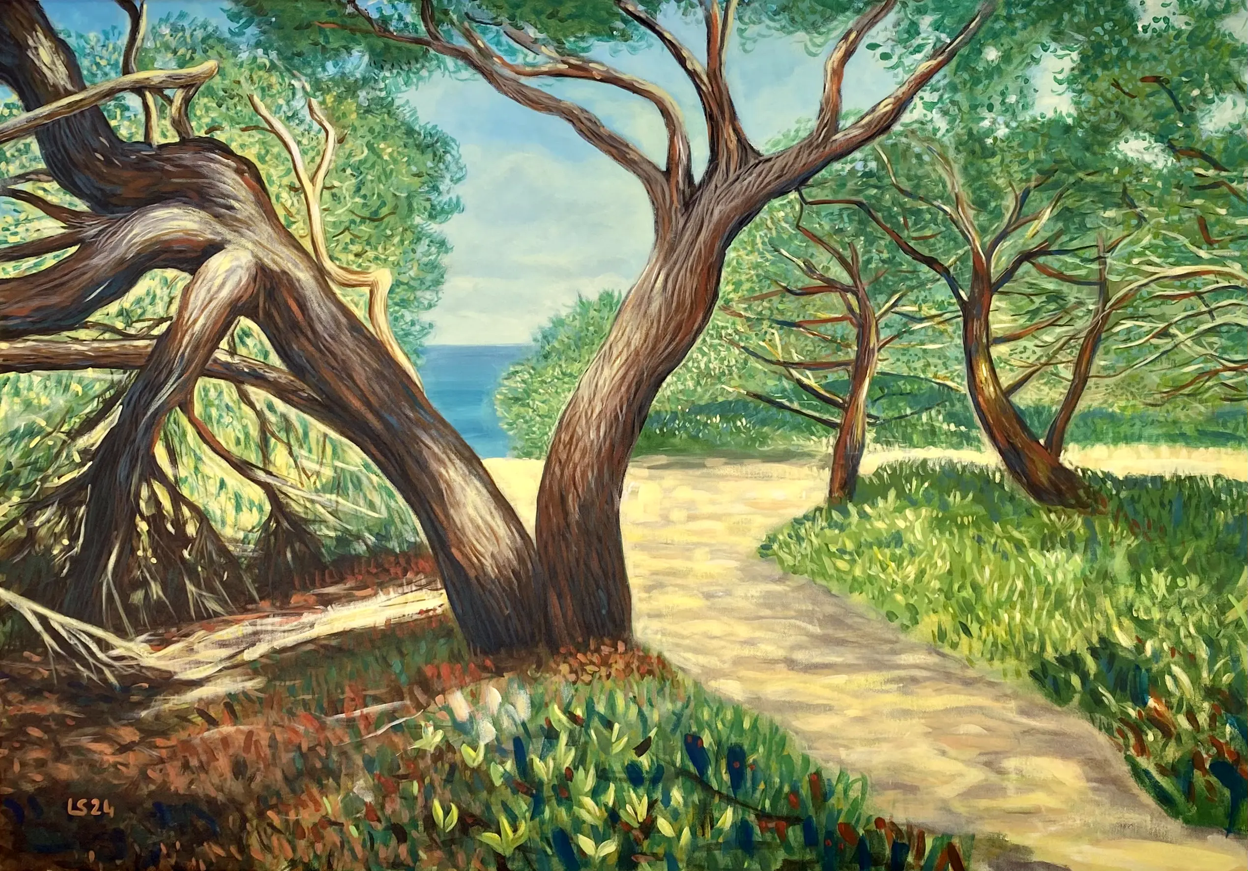 Ginepri a Platamona (2024) — studio ravvicinato