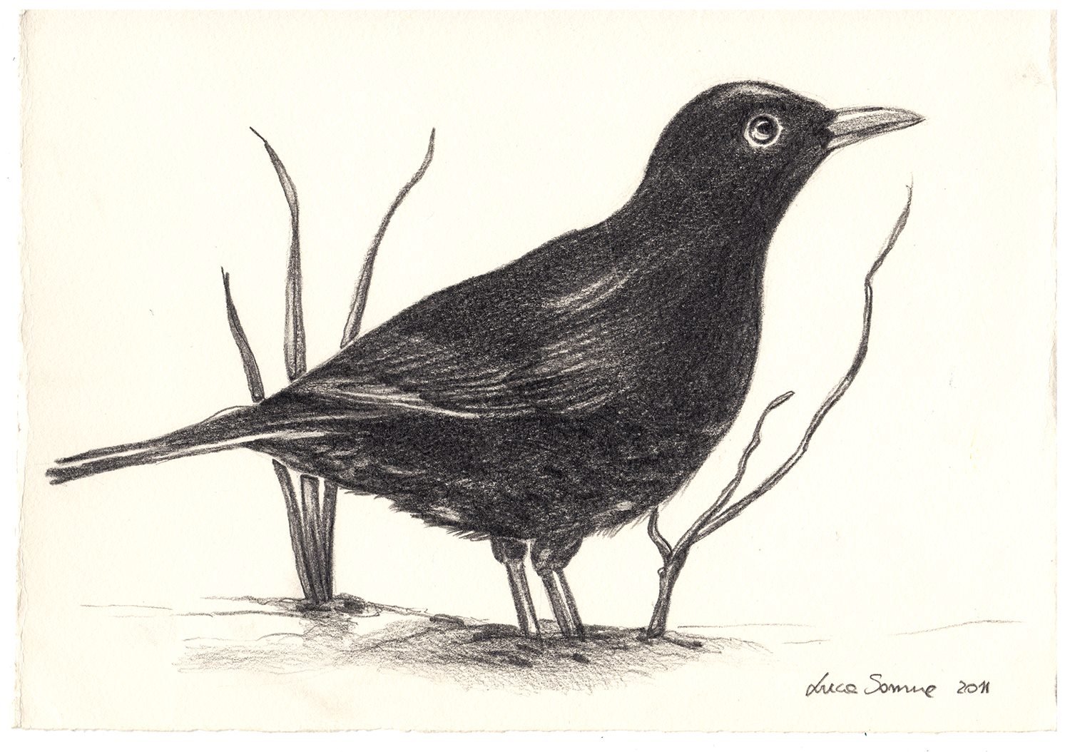 Merlo — carboncino quasi fotografico (2011)