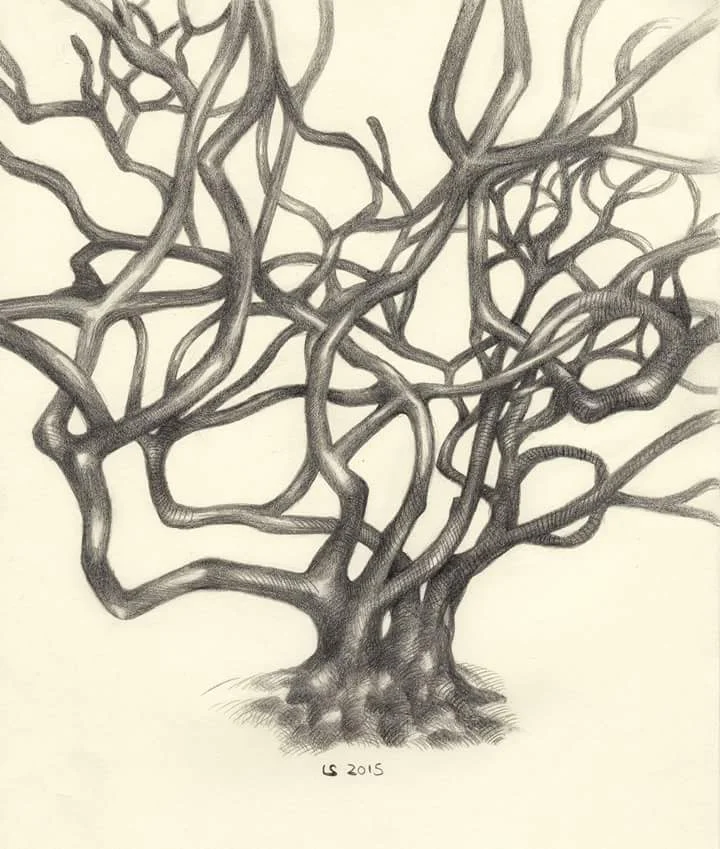 Rami: groviglio (disegno a matita)