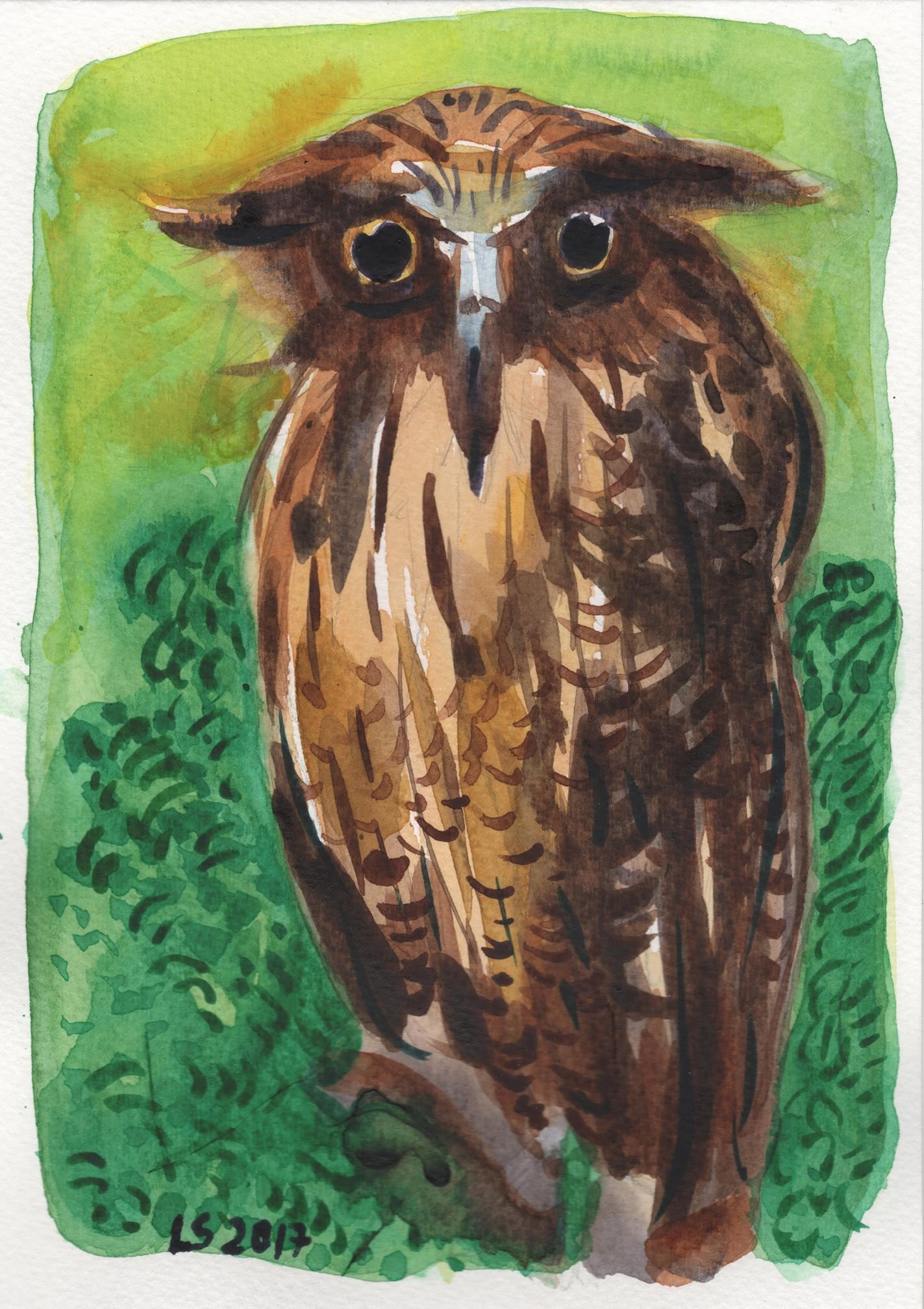 Civetta: sguardo e piumaggio caldo (acquerello su carta)