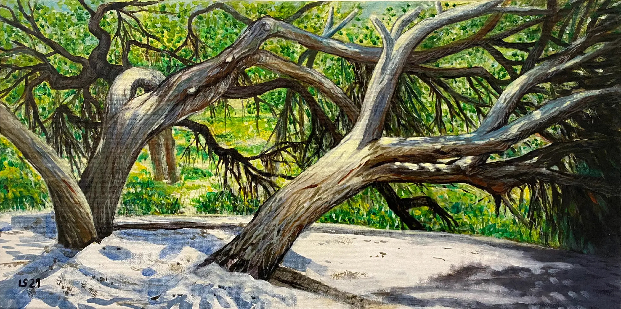 Ginepri a Platamona — vista da Villaggio Selva (Sassari)