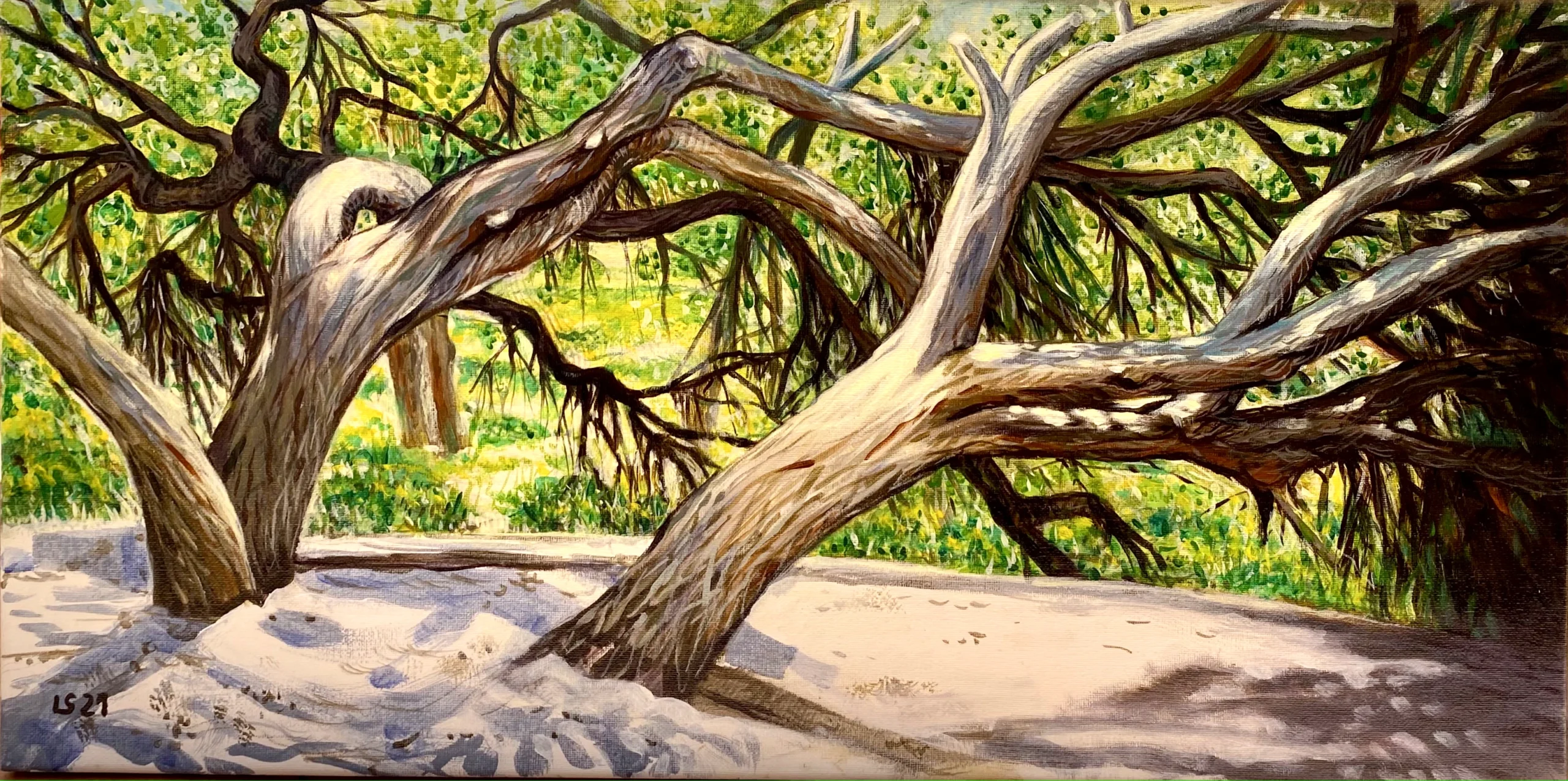 Ginepri a Platamona — vista da Villaggio Selva (Sassari)