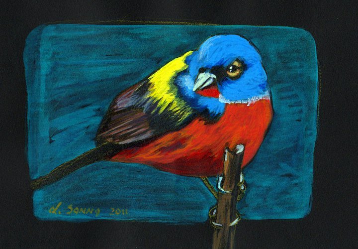 Uccellino tropicale multicolore (acrilico su carta nera)